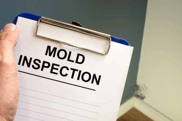 Best Basement Mold Removal  in Granite Shoals, TX